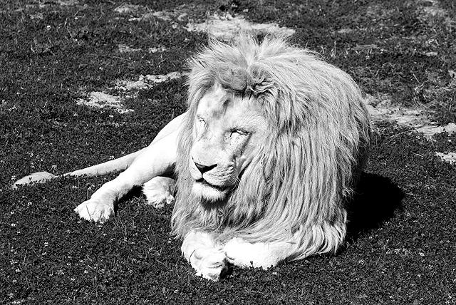 Lion du Krüger (phénotype blanc)
